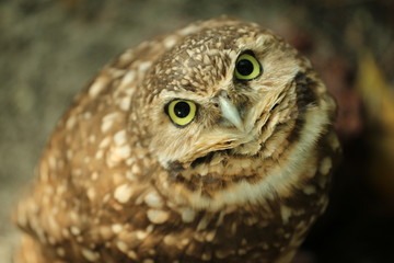 Portrait of a Burrowing Owl / Florida Bird and wildlife 
