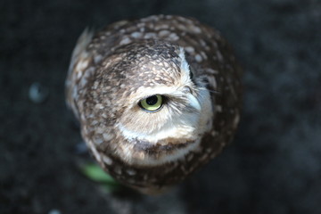Portrait of a Burrowing Owl / Florida Bird and wildlife 
