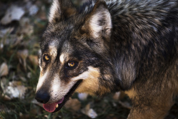 close up of a mexican wolf 
