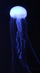 Dangerous Sea Life / Blue Jelly Fish the Atlantic sea nettle