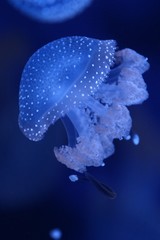 Australian White Spotted Jellyfish / Underwater Photograph 