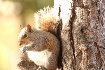 Portrait of a Grey Squirrel Eating a Nut on a Tree in the Woods 