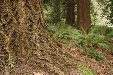 Douglas Fir Pseudotsuga menziesii