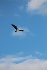 Fototapeta na wymiar Osprey in Flight Through the Sky 