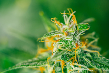 indoor grow buds cannabis in the before harvest. Macro shot with sugar trichomes. concepts of grow...