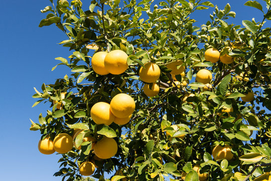 Grapefruit Tree