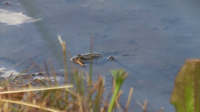 Frog in the lake. He pursues a beetle or a fly. Hunts. Eats an insect.