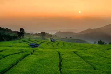Beautiful sunset with Thai jasmine rice field paddy terrace is good quality grade A the popular food of Thailand.