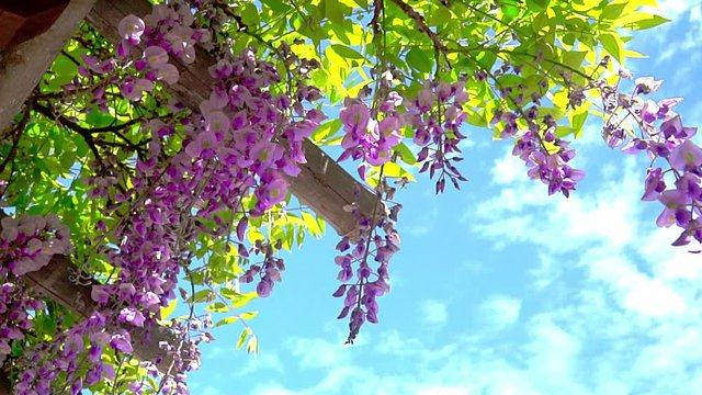 HD. Slow motion. California springtime blooming. Wisteria vines with flowers and leaves. Sky, clouds. Masses of dropping clusters. Blue-violet blossoms. Great for shade, wooden structure of arbor.