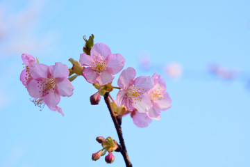 早咲きの寒桜の花咲く
