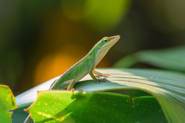 Green Anole Poses