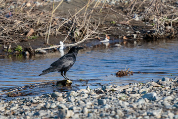 Crow beside the river left side