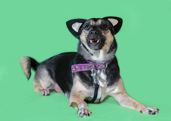 Funny dog mongrel with cat's toy ears on green background