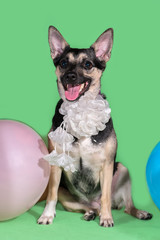 Funny dog mongrel with a bow on his neck among balloons on green background