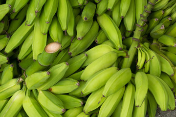 pile of green banana , cooking bananas or plantain