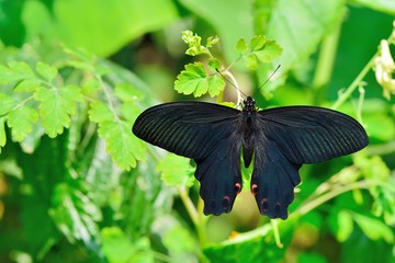 Fototapeta na wymiar Taiwan Butterfly (Papilio thaiwanus) 