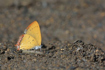 Fototapeta na wymiar Butterfly from the Taiwan (Heliophorus ila matsumurae) Red Edge yellow little butterfly