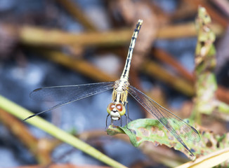 Dragonfly