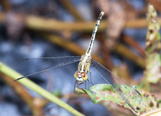 Dragonfly