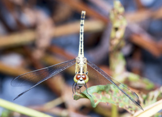 Dragonfly