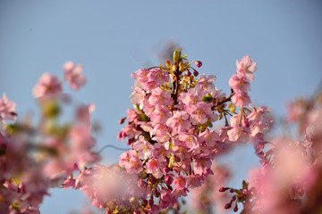 豊前の河津桜