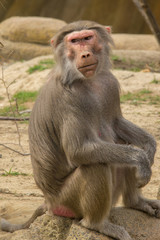 Baboon sitting and thinking alone