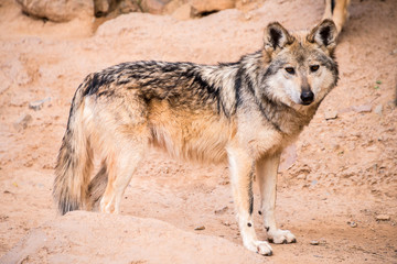 Mexican Gray Wolf