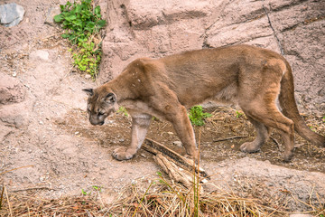 Mountain Lion