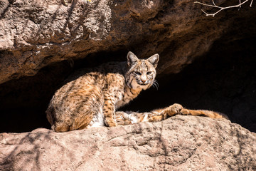 Bobcat