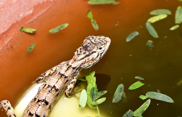 lizard