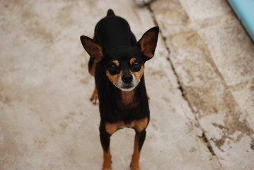 Pinscher