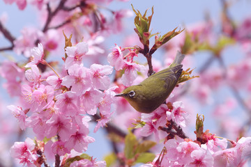 メジロと河津桜