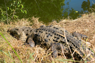 Cocodrilo.