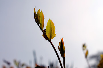 detail plants