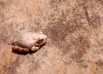 Desert frog chilling at the oasis in the Bears Ears wilderness in Southern Utah.