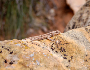 Lizard chilling at the oasis in the Bears Ears wilderness in Southern Utah.