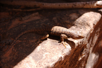 Lizard chilling at the oasis in the Bears Ears wilderness in Southern Utah.