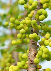 Star gooseberry fruit. Phyllanthus acidus, known as the Otaheite gooseberry , star , damsel, grosella , karamay