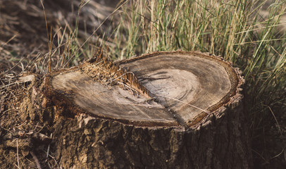 Obraz premium Stump