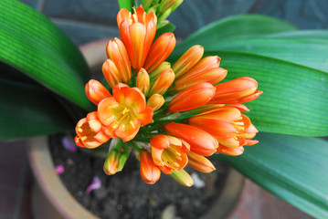 close up on clivia flower blooming in spring