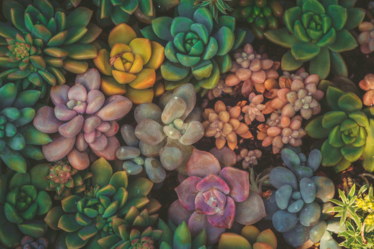 Close up of succulent plants, background or texture