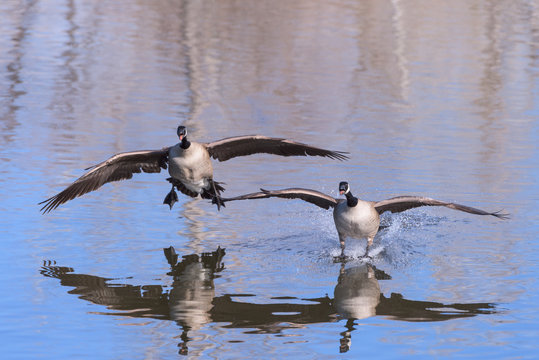 Canada Geese Landing in a Lake