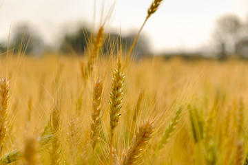 Barley in field for crops