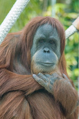 Portrait of a Sumatra Orangutan