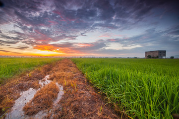 Obraz premium life at paddy field with sunset end sunrise