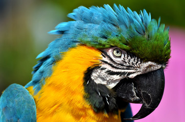 Macaw