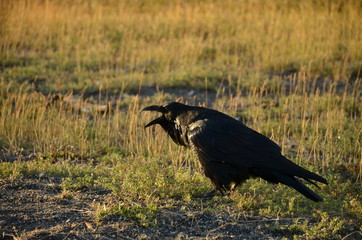 Cawing Crow
