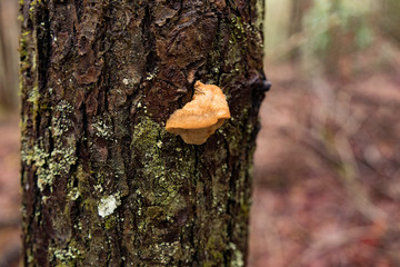Close-up of Polypores on trees