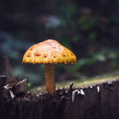 mushroom in the forest