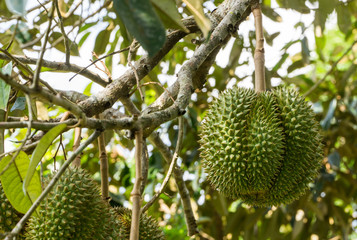 Fresh Durians fruit on tree, Durians are the king of fruits, Tropical of asian fruit.
